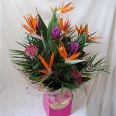 Exotic Beauty - Beaufort local delivery only